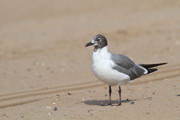 Laughing Gull at beach facing left