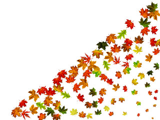 Fall background. Autumn leaves isolated on white. Season concept