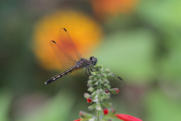 Male Blue Dasher Dragonfly, Pachydiplax longipennis