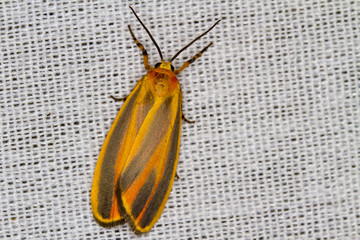 Painted Lichen Moth - Hodges#8090 (Hypoprepia fucosa)