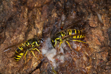 Eastern Yellowjackets (Vespula maculifrons) sipping sap from a tree