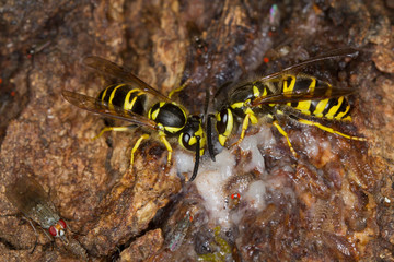 Two Eastern Yellowjackets (Vespula maculifrons) sipping sap from a tree