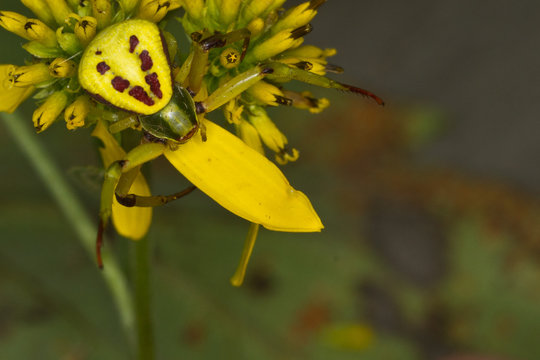 Female Whitebanded Crab Spider (Misumenoides formosipes)