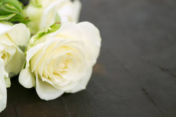 Fototapeta na wymiar white blooming roses on a dark background.