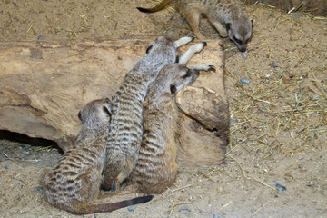 Meerkat Family