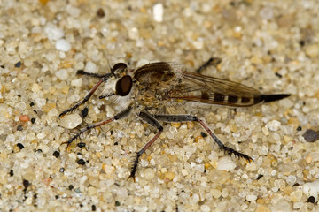 Robber Fly, Efferia albibarbis