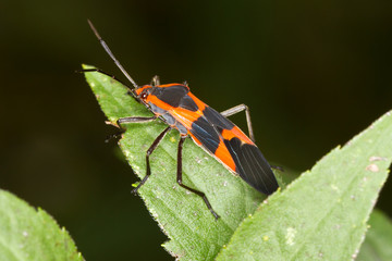 Large Milkweed Bug, Oncopeltus fasciatus