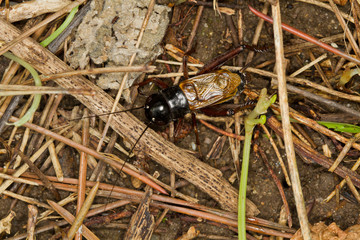 Fall Field Cricket, Gryllus pennsylvanicus