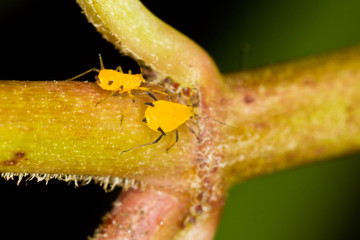 Yellow Milkweed Aphid, Aphis nerii
