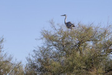 Grey heron in a tree in the Camargue in France