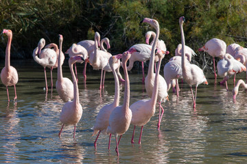 Group of greater flamingos, Phoenicopterus roseus, in the Camargue in France