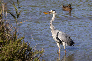 Grey heron, ardea cinerea, and mallard duck in the Camargue in France