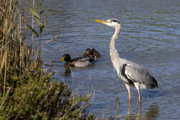 Obraz premium Grey heron, ardea cinerea, and mallard ducks in the Camargue in France