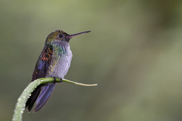 Fototapeta premium Blue-Chested Hummingbird, Amazilia amabilis, perched