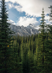 Green pine forest with rockies mountain with blue sky in Banff national park