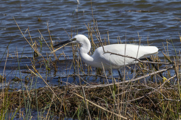 Little egret, Egretta garzetta, in the Camargue in France