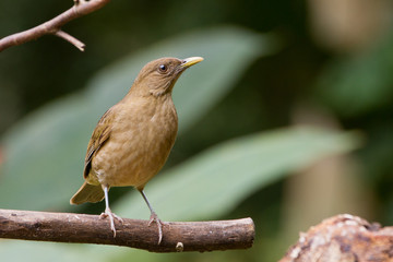 Clay-colored Thrush, Turdus grayi