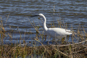 Obraz premium Little egret, Egretta garzetta, in the Camargue in France