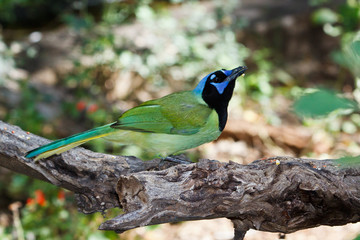 Green Jay in Texas
