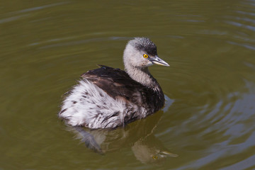 Least Grebe, Tachybaptus dominicus