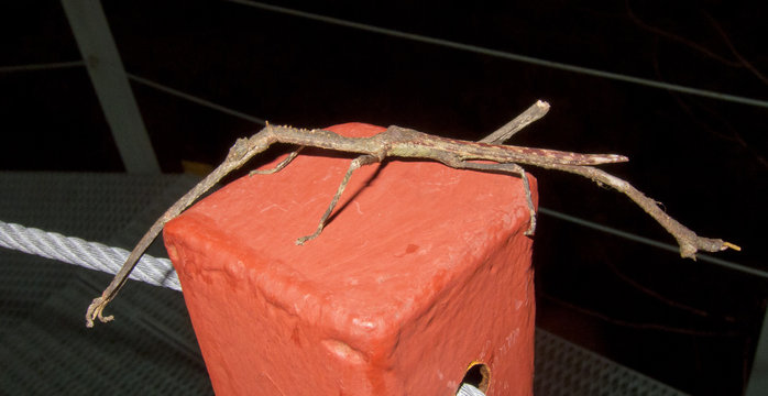 รูปภาพStick-Bug – เลือกดูภาพถ่ายสต็อก เวกเตอร์ และวิดีโอ243 | Adobe Stock