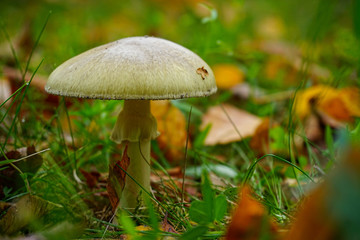 mushroom in the forest