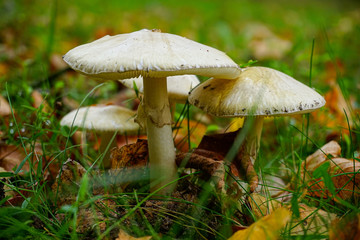 mushroom in the forest