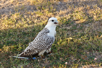 Gyrfalcon returned from hunt, radio transmitter attached to right leg