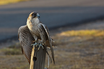 Gyrfalcon preparing to hunt, radio transmitter attached to left leg