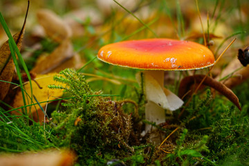 mushroom in the forest