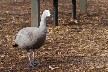 Cape Barren Goose, Cereopsis novaehollandiae, captive