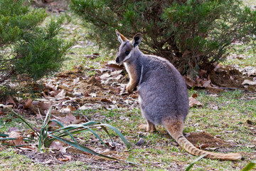 Yellow-footed Rock-wallaby, Petrogale xanthopus