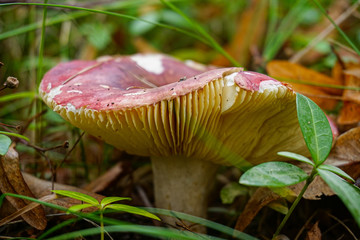 mushroom in the forest