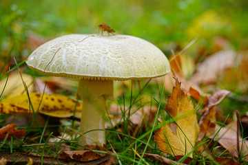 mushroom in the forest