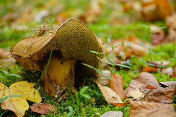 mushroom in the forest