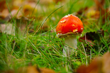 mushroom in the forest