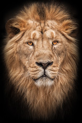 Fototapeta na wymiar portrait calm and confidence.Lion is a large predatory strong and beautiful cat with a magnificent mane of hair. isolated black background