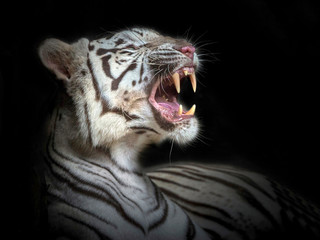 Portrait of a white tiger roaring.