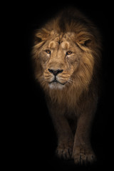 Fototapeta na wymiar Lion male is a large predatory strong and beautiful cat with a magnificent mane of hair.