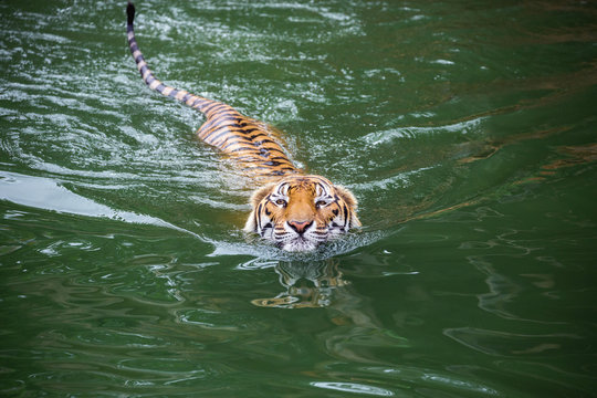 Asian tigers are swimming in nature.