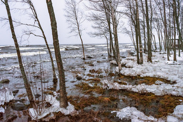 Fototapeta na wymiar a forest overflown with waters of a winter lake