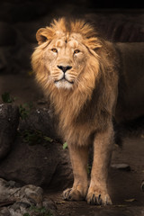 Plakat proud lion dark background. Lion is a large predatory strong and beautiful cat with a magnificent mane of hair.