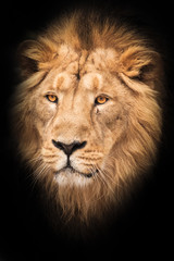 Fototapeta na wymiar portrait with mane. Lion is a large predatory strong and beautiful cat with a magnificent mane of hair. isolated black background