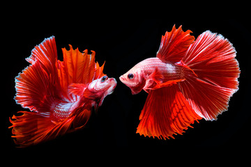 Obraz premium Colorful Siamese fighting fish on a black background.