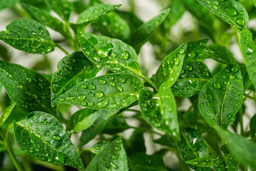 Closeup view of fresh young green seedlings of pepper vegetables isolated on white background....