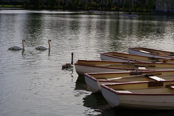Fototapeta premium Cygnes glissant près des barques