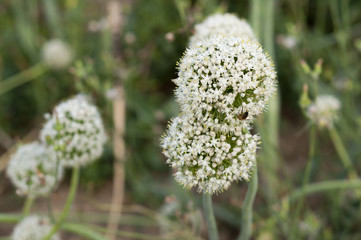 Closeup of white beautiful big onion flowers and bees