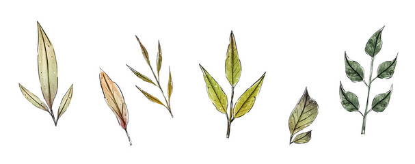 watercolor elements - leaf. collection. illustration isolated on white background, leaf. Botanic