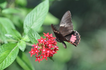 Papillon butinant sur une fleur,Costa Rica