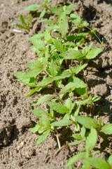 new hemp plants with first leaves on soil background. cannabis sativa.